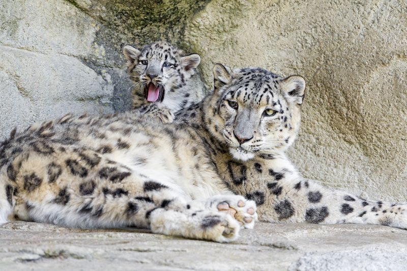 Illustration for article titled There's No Leopard Like SNOW Leopard!